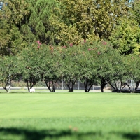 Plastic Grass Chicopee, Kansas Putting Green Flags